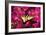 Swallowtail on Azalea-Alan Hausenflock-Framed Photographic Print