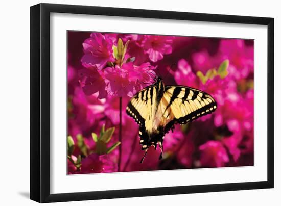 Swallowtail on Azalea-Alan Hausenflock-Framed Photographic Print