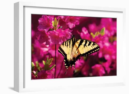 Swallowtail on Azalea-Alan Hausenflock-Framed Photographic Print