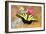 Swallowtail-Douglas Taylor-Framed Photographic Print