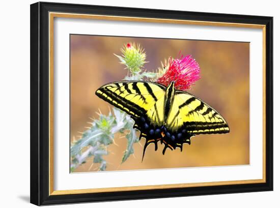 Swallowtail-Douglas Taylor-Framed Photographic Print