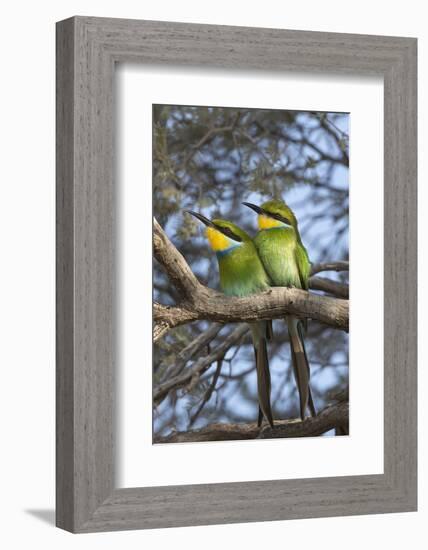 Swallowtailed bee-eater (Merops hirundineus), Kgalagadi Transfrontier Park, South Africa, Africa-Ann and Steve Toon-Framed Photographic Print