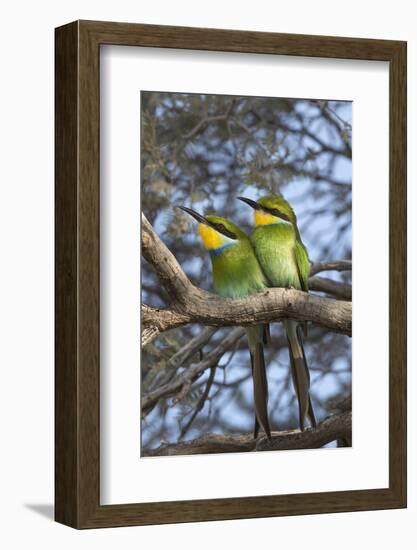 Swallowtailed bee-eater (Merops hirundineus), Kgalagadi Transfrontier Park, South Africa, Africa-Ann and Steve Toon-Framed Photographic Print