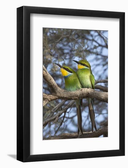 Swallowtailed bee-eater (Merops hirundineus), Kgalagadi Transfrontier Park, South Africa, Africa-Ann and Steve Toon-Framed Photographic Print