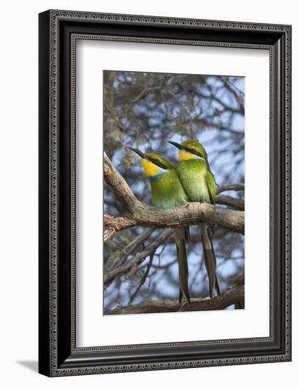 Swallowtailed bee-eater (Merops hirundineus), Kgalagadi Transfrontier Park, South Africa, Africa-Ann and Steve Toon-Framed Photographic Print