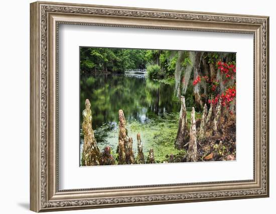 Swamp Cypress With Spanish Moss And Azalea-George Oze-Framed Photographic Print