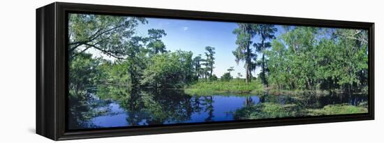 Swamp in forest, Jean Lafitte National Park, New Orleans, Louisiana, USA-Panoramic Images-Framed Premier Image Canvas