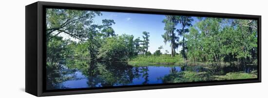 Swamp in forest, Jean Lafitte National Park, New Orleans, Louisiana, USA-Panoramic Images-Framed Premier Image Canvas