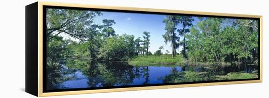 Swamp in forest, Jean Lafitte National Park, New Orleans, Louisiana, USA-Panoramic Images-Framed Premier Image Canvas