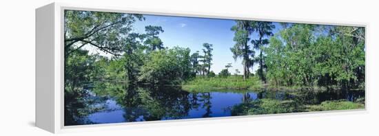 Swamp in forest, Jean Lafitte National Park, New Orleans, Louisiana, USA-Panoramic Images-Framed Premier Image Canvas