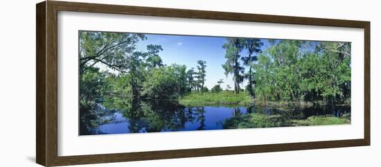 Swamp in forest, Jean Lafitte National Park, New Orleans, Louisiana, USA-Panoramic Images-Framed Photographic Print