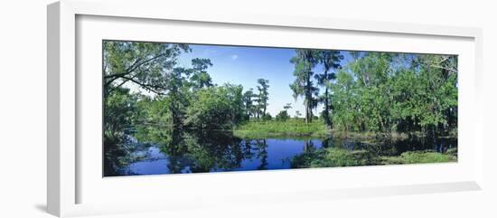 Swamp in forest, Jean Lafitte National Park, New Orleans, Louisiana, USA-Panoramic Images-Framed Photographic Print