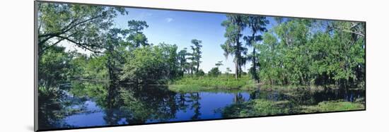 Swamp in forest, Jean Lafitte National Park, New Orleans, Louisiana, USA-Panoramic Images-Mounted Photographic Print