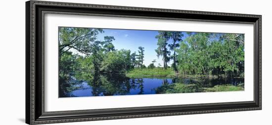 Swamp in forest, Jean Lafitte National Park, New Orleans, Louisiana, USA-Panoramic Images-Framed Photographic Print