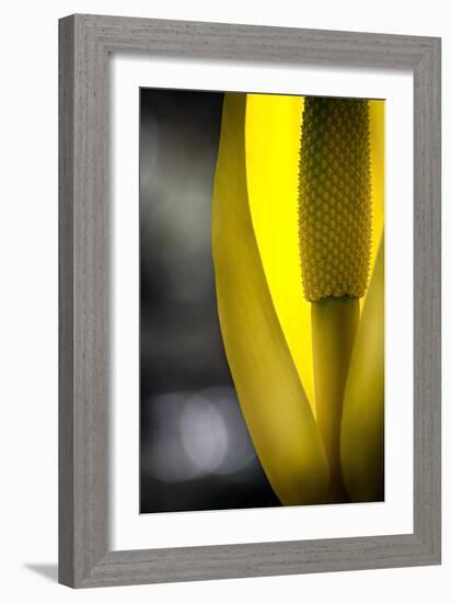 Swamp Lantern-Ursula Abresch-Framed Photographic Print