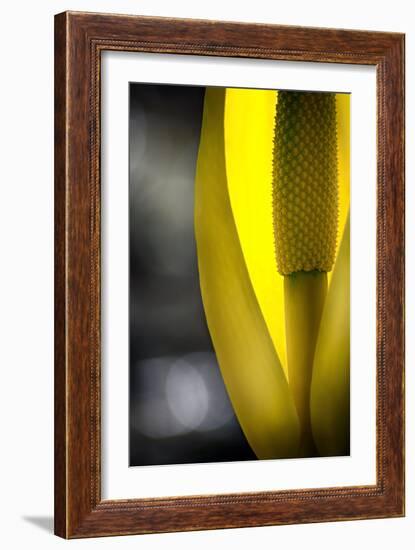 Swamp Lantern-Ursula Abresch-Framed Photographic Print