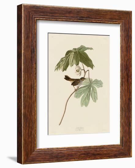 Swamp Sparrow-John James Audubon-Framed Art Print