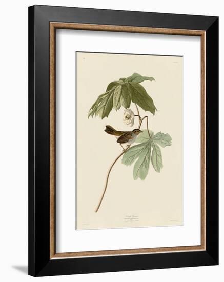Swamp Sparrow-John James Audubon-Framed Art Print