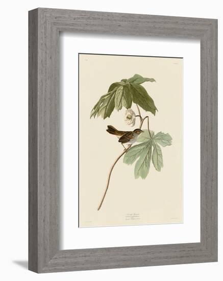 Swamp Sparrow-John James Audubon-Framed Art Print