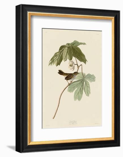 Swamp Sparrow-John James Audubon-Framed Art Print