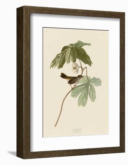 Swamp Sparrow-John James Audubon-Framed Art Print