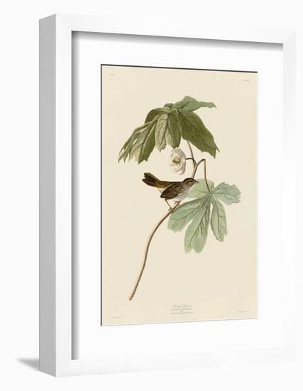 Swamp Sparrow-John James Audubon-Framed Art Print