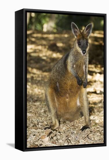 Swamp Wallaby-Tony Camacho-Framed Premier Image Canvas