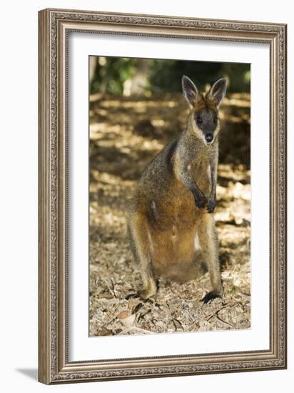 Swamp Wallaby-Tony Camacho-Framed Photographic Print