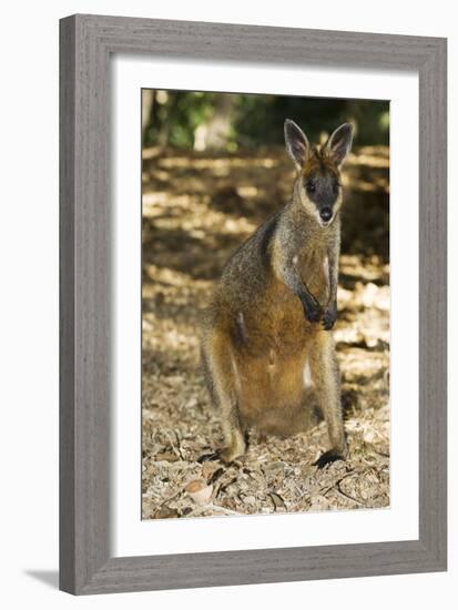 Swamp Wallaby-Tony Camacho-Framed Photographic Print