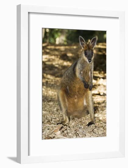 Swamp Wallaby-Tony Camacho-Framed Photographic Print