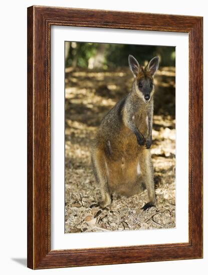 Swamp Wallaby-Tony Camacho-Framed Photographic Print