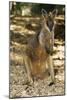 Swamp Wallaby-Tony Camacho-Mounted Photographic Print