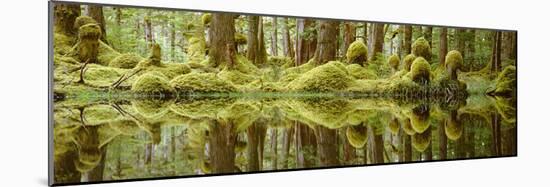 Swamp-David Nunuk-Mounted Photographic Print