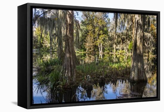 Swampy are in the Magnolia Plantation Outside Charleston, South Carolina, United States of America-Michael Runkel-Framed Premier Image Canvas
