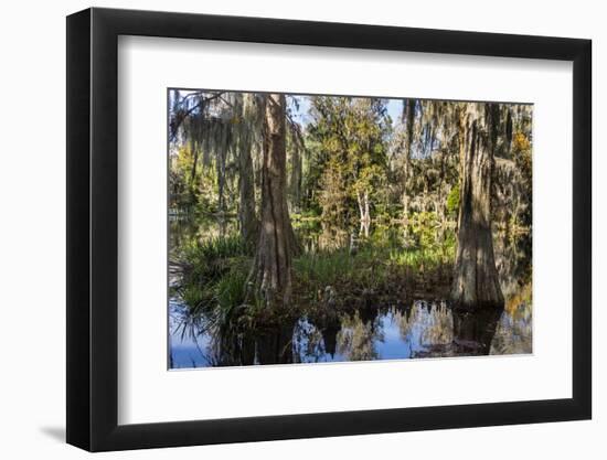 Swampy are in the Magnolia Plantation Outside Charleston, South Carolina, United States of America-Michael Runkel-Framed Photographic Print