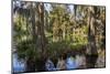 Swampy are in the Magnolia Plantation Outside Charleston, South Carolina, United States of America-Michael Runkel-Mounted Photographic Print