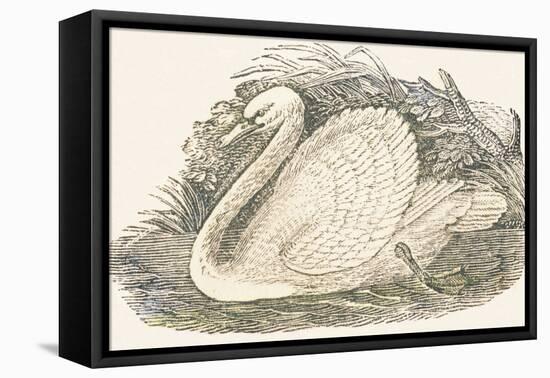 Swan, 1850 (Engraving)-Louis Simon (1810-1870) Lassalle-Framed Premier Image Canvas