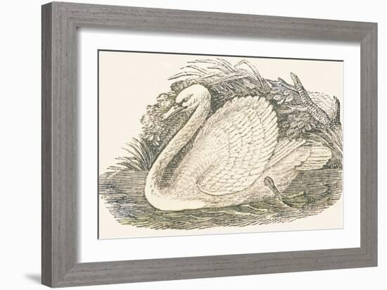 Swan, 1850 (Engraving)-Louis Simon (1810-1870) Lassalle-Framed Giclee Print