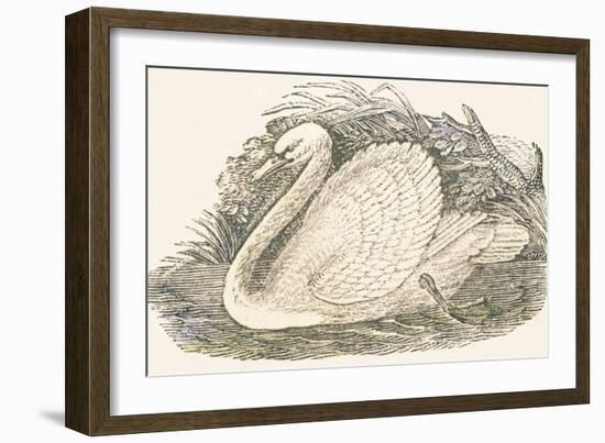 Swan, 1850 (Engraving)-Louis Simon (1810-1870) Lassalle-Framed Giclee Print