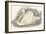 Swan, 1850 (Engraving)-Louis Simon (1810-1870) Lassalle-Framed Giclee Print