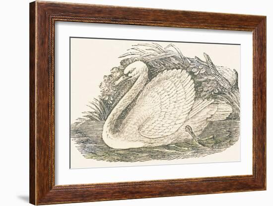 Swan, 1850 (Engraving)-Louis Simon (1810-1870) Lassalle-Framed Giclee Print