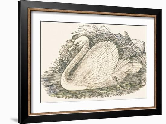 Swan, 1850 (Engraving)-Louis Simon (1810-1870) Lassalle-Framed Giclee Print