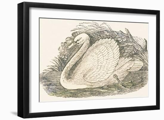 Swan, 1850 (Engraving)-Louis Simon (1810-1870) Lassalle-Framed Giclee Print