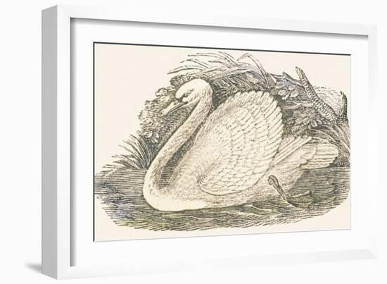 Swan, 1850 (Engraving)-Louis Simon (1810-1870) Lassalle-Framed Giclee Print