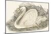 Swan, 1850 (Engraving)-Louis Simon (1810-1870) Lassalle-Mounted Giclee Print