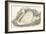 Swan, 1850 (Engraving)-Louis Simon (1810-1870) Lassalle-Framed Giclee Print