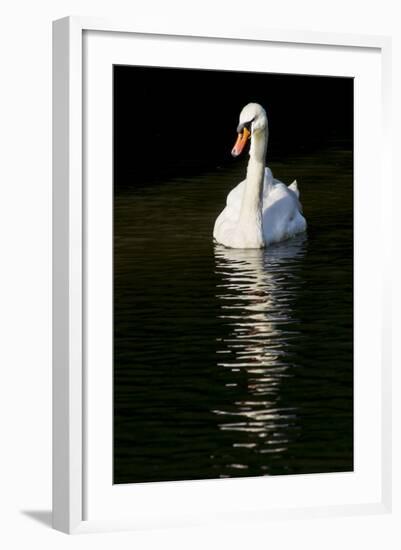 Swan 1-Charles Bowman-Framed Photographic Print