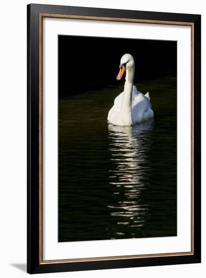 Swan 1-Charles Bowman-Framed Photographic Print