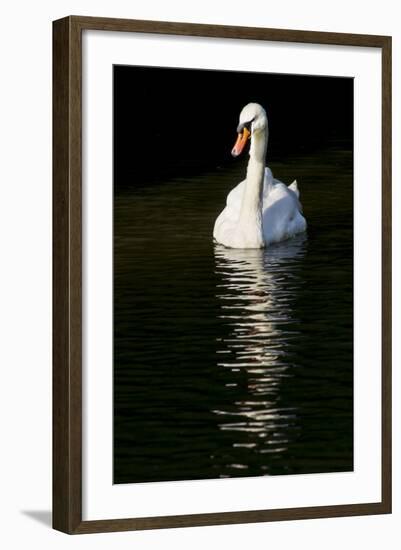 Swan 1-Charles Bowman-Framed Photographic Print