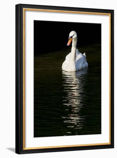 Swan 1-Charles Bowman-Framed Photographic Print